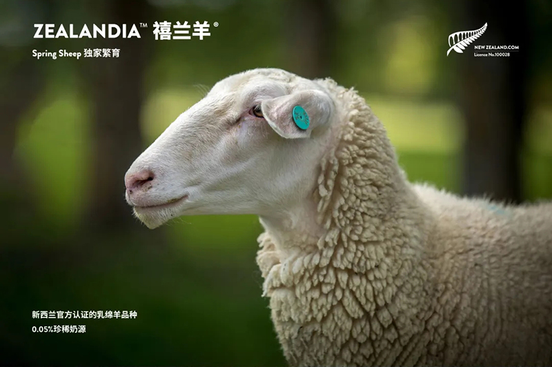 Spring Sheepdȫd׃̷^ע@GCBME05.jpg